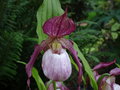 vignette Cypripedium