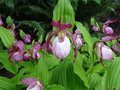 vignette Cypripedium