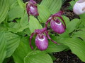 vignette Cypripedium