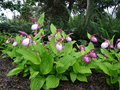 vignette Cypripedium