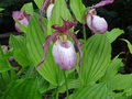 vignette Cypripedium