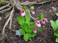 vignette Cypripedium 'Kentucky Pink'