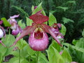 vignette Cypripedium