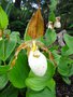 vignette Cypripedium 'Pueblo'