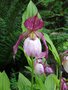 vignette Cypripedium