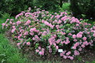 vignette Kalmia latifolia 'Pink Frost'