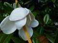 vignette Magnolia Grandiflora Exmouth gros plan de ses normes fleurs divinement parfumes au 14 06 14