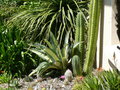 vignette Agave americana medio-picta, mon jardin