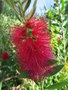 vignette Callistemon laevis