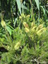 vignette Callistemon sieberi 'Widdicomb Gem'