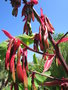 vignette Beschorneria albiflora