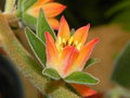 vignette Echeveria coccinea 'Pubescens'