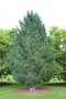 vignette Pinus cembra 'Compacta Glauca'