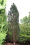 vignette Pinus nigra ssp. pallasiana 'Pyramidata'
