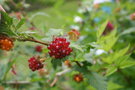 vignette Rubus spectabilis 'Olympic Double'