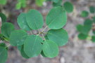 vignette Amelanchier alnifolia