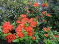 vignette Rhododendron Bakeri Camp's red Cumberlandense autre vue au 16 06 14