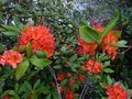 vignette Rhododendron Bakeri Camp's red Cumberlandense au 16 06 14