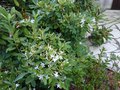 vignette Rhododendron Atlanticum parfum autre vue au 18 06 14