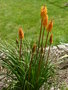 vignette kniphofia orange 1