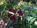 vignette Rhododendron Impy trs color au 19 06 14