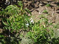 vignette Melianthus villosus