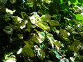 vignette Reynoutria japonica 'Variegata'