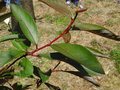 vignette Salix guebriantiana