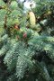 vignette Picea crassifolia