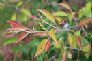 vignette Pyrus betulifolia