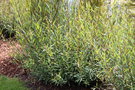 vignette Salix purpurea 'Gracilis'