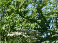 vignette Lyonothamnus asplenifolius fleurs au 20 06 14