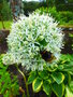 vignette Allium blanc