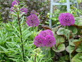 vignette Allium 'Purple Sensation'
