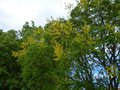 vignette Koelreuteria paniculata (savonnier) en fleurs au 21 06 14