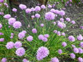 vignette Ciboulette - Allium schoenoprasum