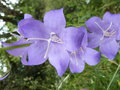 vignette Campanula persicifolia (fleurs)