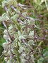vignette Himantoglossum hircinum (dtail)