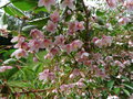 vignette Styrax japonicus 'Pink Chimes'