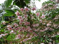 vignette Styrax japonicus 'Pink Chimes'