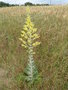 vignette Verbascum pulverulentum/molne pulvrulente