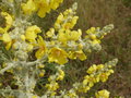 vignette Verbascum pulverulentum (fleurs)