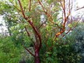 vignette Arbutus Andrachne au 22 06 14