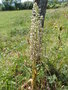 vignette Himantoglossum hircinum/orchis bouc