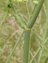 vignette heracleum sphondylium (tige)