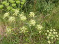 vignette Heracleum sphondylium (fleurs et graines)