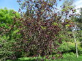 vignette Prunus virginiana 'Shubert'