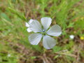 vignette Linum angustifolium (fleur)