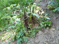 vignette Arum italicum (plante et fruits non matures)
