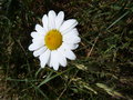 vignette Leucanthemum vulgare (fleur)